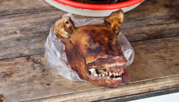 dog head dish