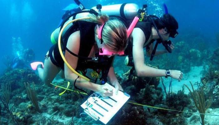 how-to-become-a-marine-biologist-in-the-us